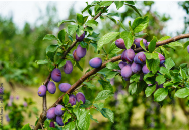 Bild von Zwetschgen am Baum
